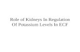 Role of Kidneys In Regulation Of Potassium Levels In ECF