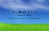 HYPOCALCAEMIA in dairy cattle