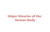 Major Muscles of the  Human Body