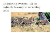 Endocrine System:  all an animals hormone secreting cells