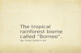 The tropical rainforest  biome called “Borneo”.