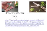Photosynthesis  Lab