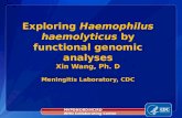 Exploring  Haemophilus haemolyticus  by functional genomic analyses
