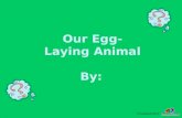 Our Egg- Laying Animal By: