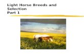 Light Horse Breeds and Selection Part 1