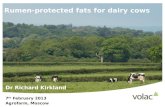 Rumen-protected fats for dairy cows