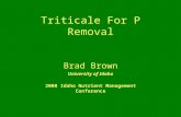 Triticale For P Removal