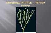 Seedless Plants – Whisk Ferns