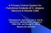 A Primary Culture System for Functional Analysis of  C. elegans  Neurons & Muscle Cells