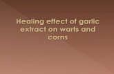 Healing effect of garlic extract on warts and corns