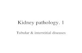 Kidney pathology. 1