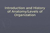Introduction and History of Anatomy/Levels of Organization