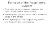 Function of the Respiratory System