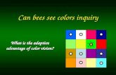 Can bees see colors inquiry