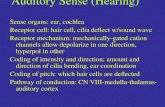 Auditory Sense (Hearing)
