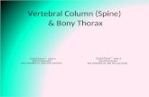 Vertebral Column (Spine)  & Bony Thorax