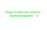Major Endocrine Glands –  Abdominopelvic  - 3