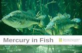 Mercury  in Fish