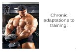 Chronic adaptations to training.