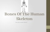 Bones Of The Human Skeleton