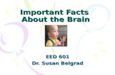 Important Facts  About the Brain