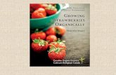 How to Grow Strawberries the Organic  W ay