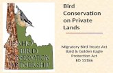 Migratory Bird Treaty Act Bald & Golden Eagle Protection Act EO 13186