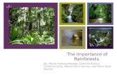 The Importance  of  Rainforests