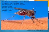 MALARIA IN CAMEROON – WEST AFRICA Presented by Florence Angu PhD Student in Public Health –Epidemiology Walden University Professor : Dr. Denise  Feda