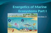 Energetics  of Marine Ecosystems Part I