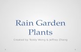 Rain Garden Plants