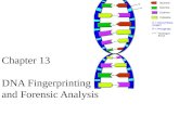 Chapter  13 DNA Fingerprinting  and  Forensic Analysis