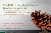 PineRefSeq : Conifer Reference Genome Sequencing