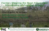 Factors Shaping the Root-Associated Microbiome of  Populus  species