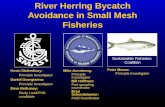 River Herring Bycatch Avoidance in Small Mesh Fisheries