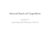 Neural Basis of Cognition