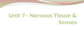 Unit 7– Nervous Tissue & Senses
