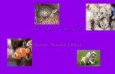 ABC Animal SuppliesPowerPoint PPT Presentation