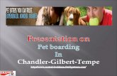 Services That Meet the Need of Pet and Pet Parent