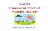 Economical effects of microbial ecology nitrogen fixation