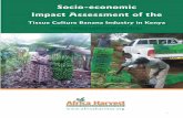 Socio-economicImpact Assessment of theTissue Culture Banana Industry in Keny