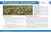 Elephant Trumpet | Issue 07 | March/April 2011