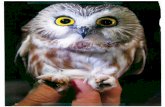 The Northern Saw-Whet Owl