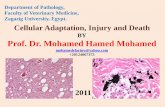 Cellular Adaptation, Injury and Death