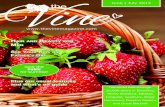 The Vine Magazine Bletchley June July 2013
