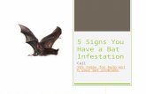 5 signs you have a bat infestation call yes today for help with your bat problems