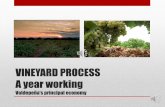Vineyard process