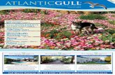 Atlantic gull aug 2013 mr