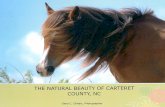 The Natural Beauty of Carteret County, NC