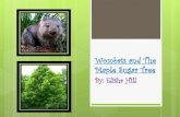 Wombat and the Maple Tree